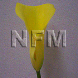 mini calla lilies yellow flowers